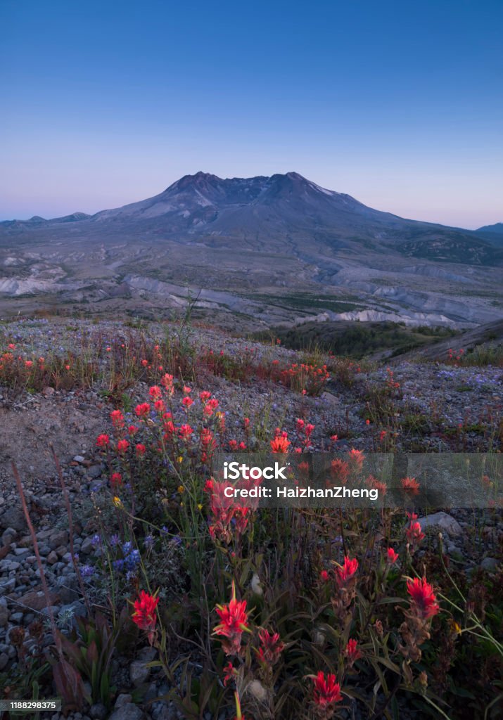 Mount St. Helens volcano on a sunny day. Lake, Summer, Volcano, Mount St. Helens, USA Flower Stock Photo