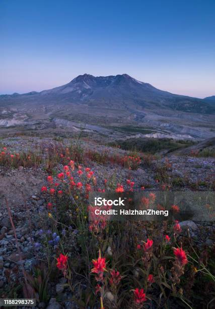 Mount St Helens Volcano On A Sunny Day Stock Photo - Download Image Now - Flower, Indian Paintbrush, Cascade Range