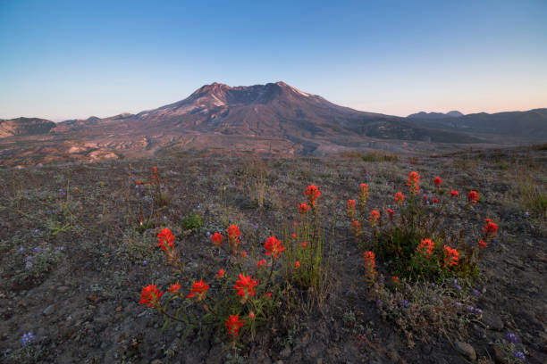 Mt St Helens Mount St. Helens, Washington State, Meadow mount st helens stock pictures, royalty-free photos & images