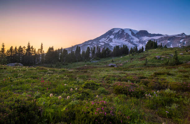 istock Mount Rainier and a Meadow of Aster 1188299650
