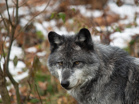 Grey wolf, looking at the camera