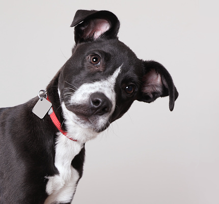 Pit Bull Terrier puppy in animal shelter, hoping to be adopted. Mixed breed.