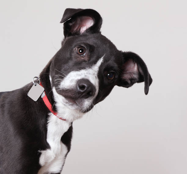 Pit Bull Terrier puppy in animal shelter, hoping to be adopted. Mixed breed. Pit Bull Terrier puppy in animal shelter, hoping to be adopted. Mixed breed. head cocked stock pictures, royalty-free photos & images