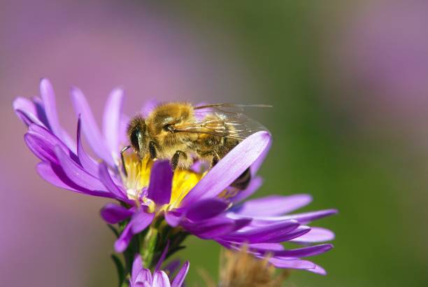 istock bee or honeybee sitting on flower, Apis Mellifera 1188304463