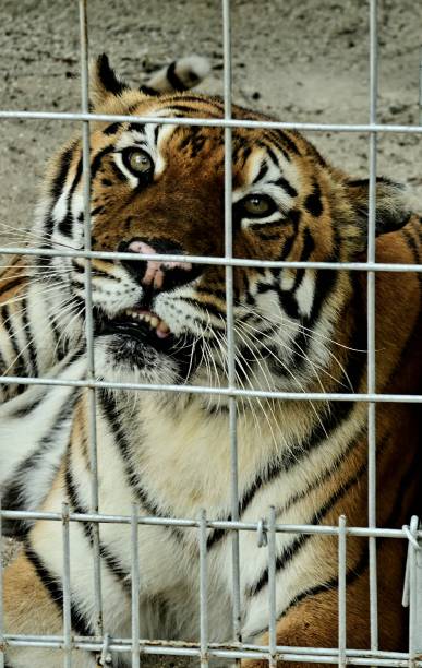 istock Lions, tigers and ligers 1188305434
