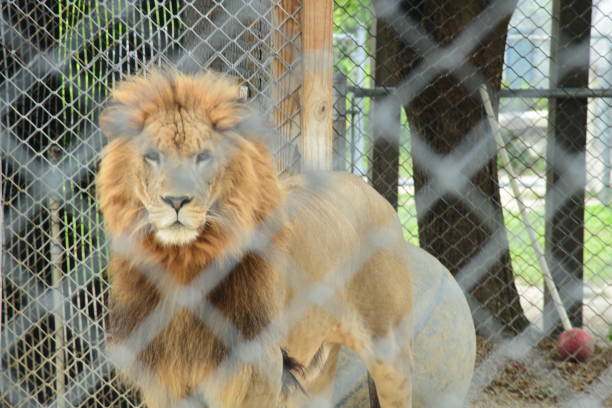 African cats in America