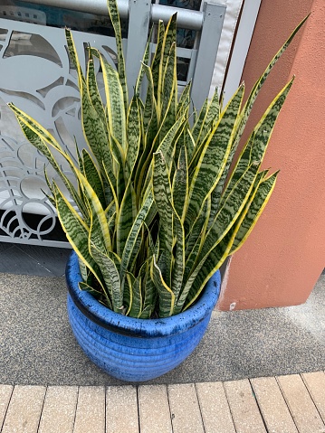 Sansevieria trifasciata 'Laurentii' Snake Plant or also know as Mother-in-Law's Tongue houseplant. A snake plant houseplant in South Florida. 

Sansevieria is a genus of about 70 species of flowering plants, native to Africa, Madagascar and southern Asia. Common names include mother-in-law's tongue, devil's tongue, jinn's tongue, bow string hemp, snake plant and snake tongue. It is often included in the genus Dracaena;in the APG III classification system, both genera are placed in the family Asparagaceae, subfamily Nolinoideae (formerly the family Ruscaceae). It has also been placed in the former family Dracaenaceae.