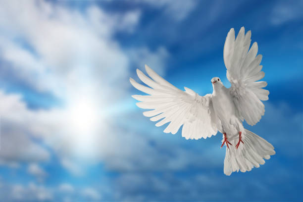 istock white dove flying on sky in beautiful light for freedom concept 1188306238