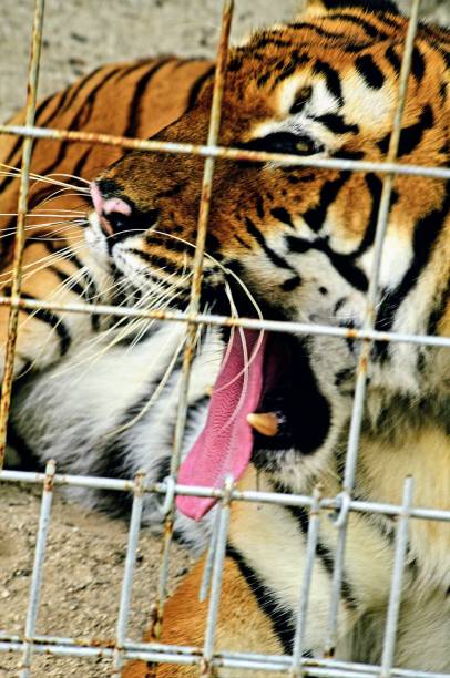 istock Lions and tigers and ligers oh my 1188306881