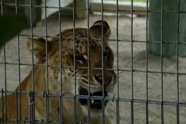African cats in America