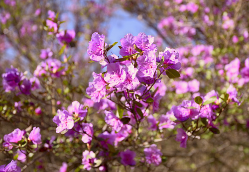 Pink maralnik flowers on a branch close-up. Bloom in early may in the Altai mountains. Pure nature of Siberia, Russia, 2019