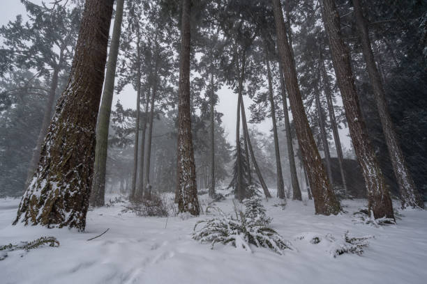 istock Victoria BC Beacon Hill Park Snow 1188309739