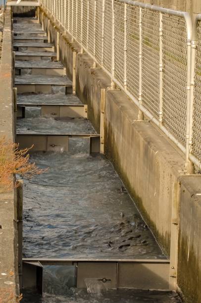 istock Spawning Salmon Jumping up Fish Ladder 1188311617