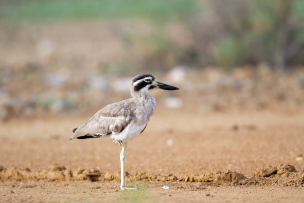 istock Great stone-curlew or great thick-knee (Esacus recurvirostris) 1188312336