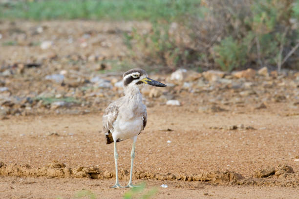 istock Great stone-curlew or great thick-knee (Esacus recurvirostris) 1188312338