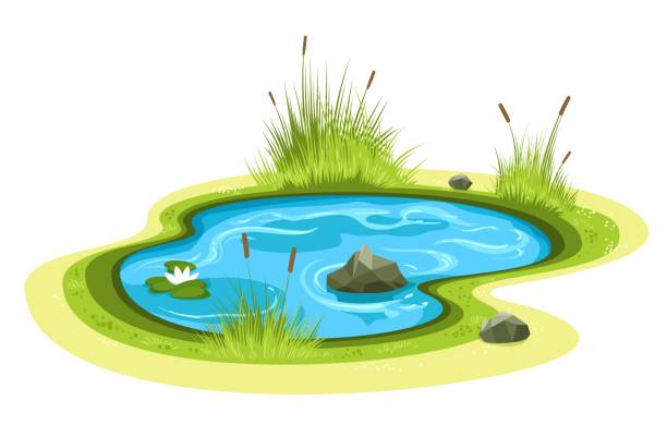 Cartoon Garden Pond Stock Illustration - Download Image Now - Swamp, Pond,  Horizontal - iStock