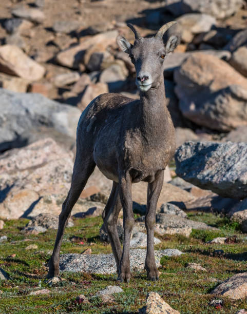 istock Female Bighorn Sheep 1188314530