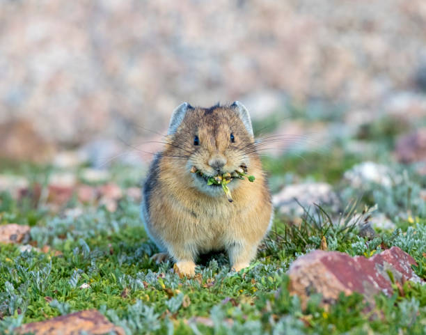 pika avec la bouche pleine - ochotone photos et images de collection