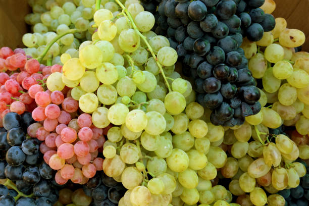 istock Bunch of fresh white table grapes with the black and red 1188315724