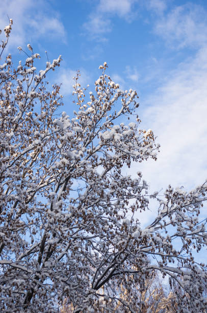 istock Rowan tree with red berries in the snow 1188317669