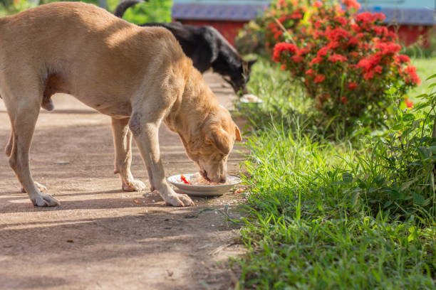 istock Dog eating food from the same bowl. 1188317967