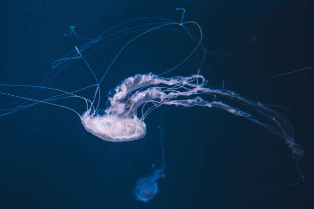 istock Colorful jellyfish in the deep blue sea 1188319787