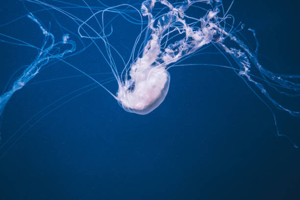 istock Colorful jellyfish in the deep blue sea 1188319797