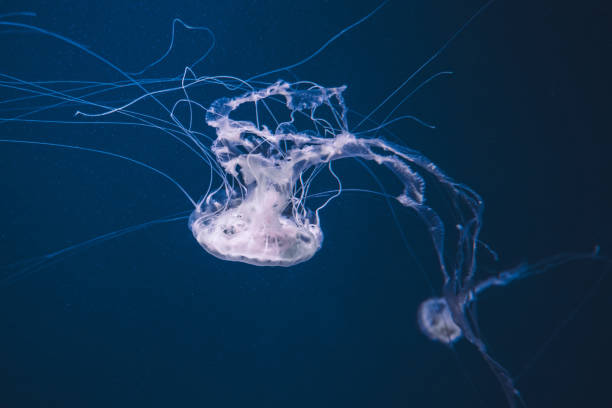 istock Colorful jellyfish in the deep blue sea 1188319800