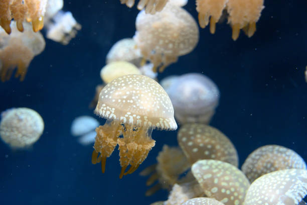 istock Jellyfish in the dark sea 1188319808