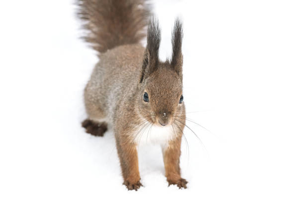 istock red squirrel sitting on white snow and looking in camera 1188319825