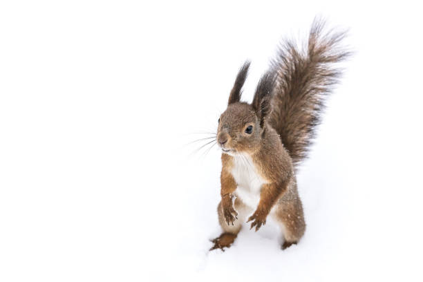 istock fluffy red hungry squirrel searching for nuts in winter forest 1188319834