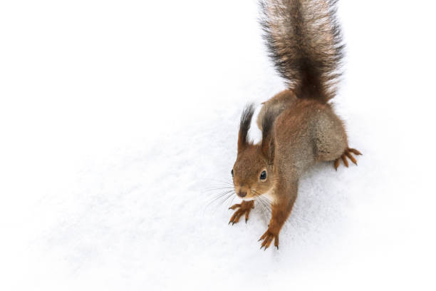 istock little fluffy red squirrel standing in snow in park 1188319915