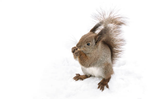 istock little red squirrel sitting in white snow with nut 1188320044