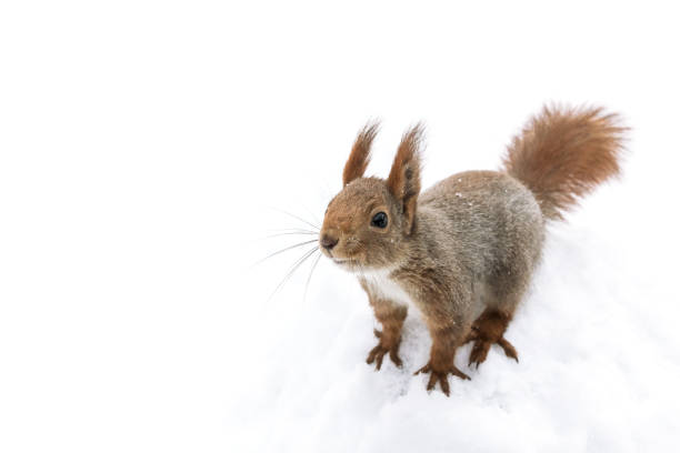 istock curious little red squirrel sitting in white snow 1188320079