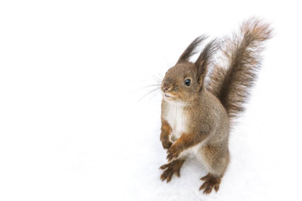 istock young hungry squirrel standing in snow in winter park 1188320092