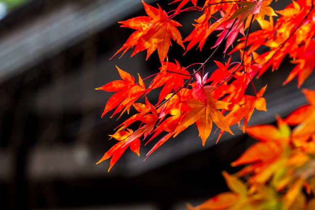 istock beautiful autumn leaf colors in japan,samurai residence 1188320198