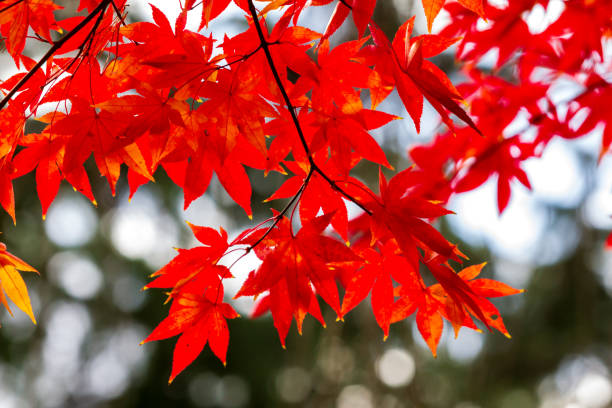 istock beautiful autumn leaf colors in japan,samurai residence 1188320201