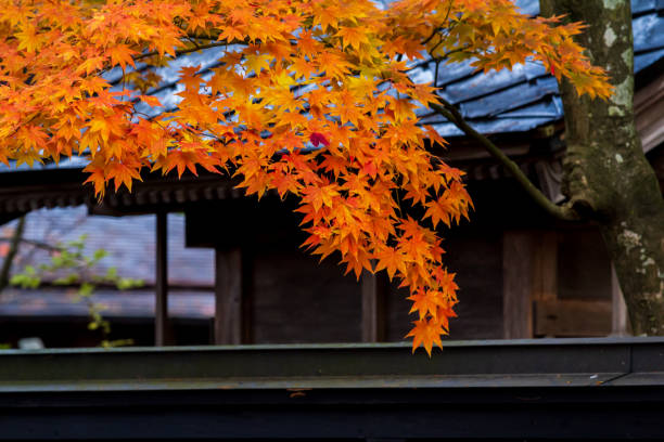 istock beautiful autumn leaf colors in japan,samurai residence 1188320304