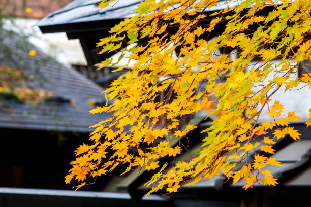istock beautiful autumn leaf colors in japan,samurai residence 1188320321