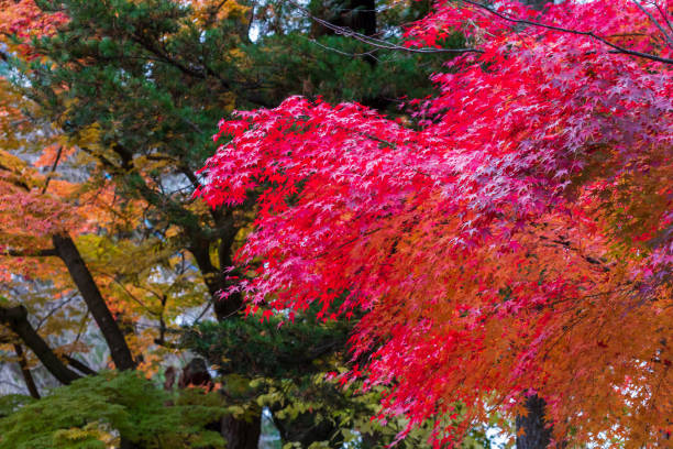 istock beautiful autumn leaf colors in japan,samurai residence 1188320864