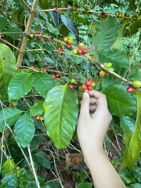istock Coffee tree with ripe berries on farm,shallow Depth of Field 1188320921