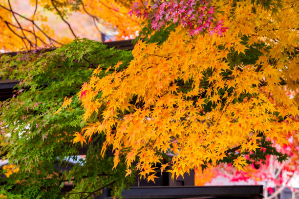 istock beautiful autumn leaf colors in japan,samurai residence 1188320958