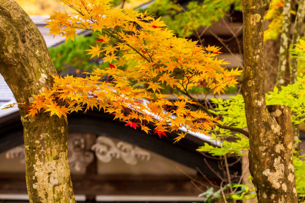 istock beautiful autumn leaf colors in japan,samurai residence 1188320965