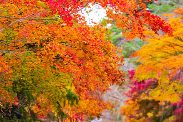 istock beautiful autumn leaf colors in japan,samurai residence 1188321548