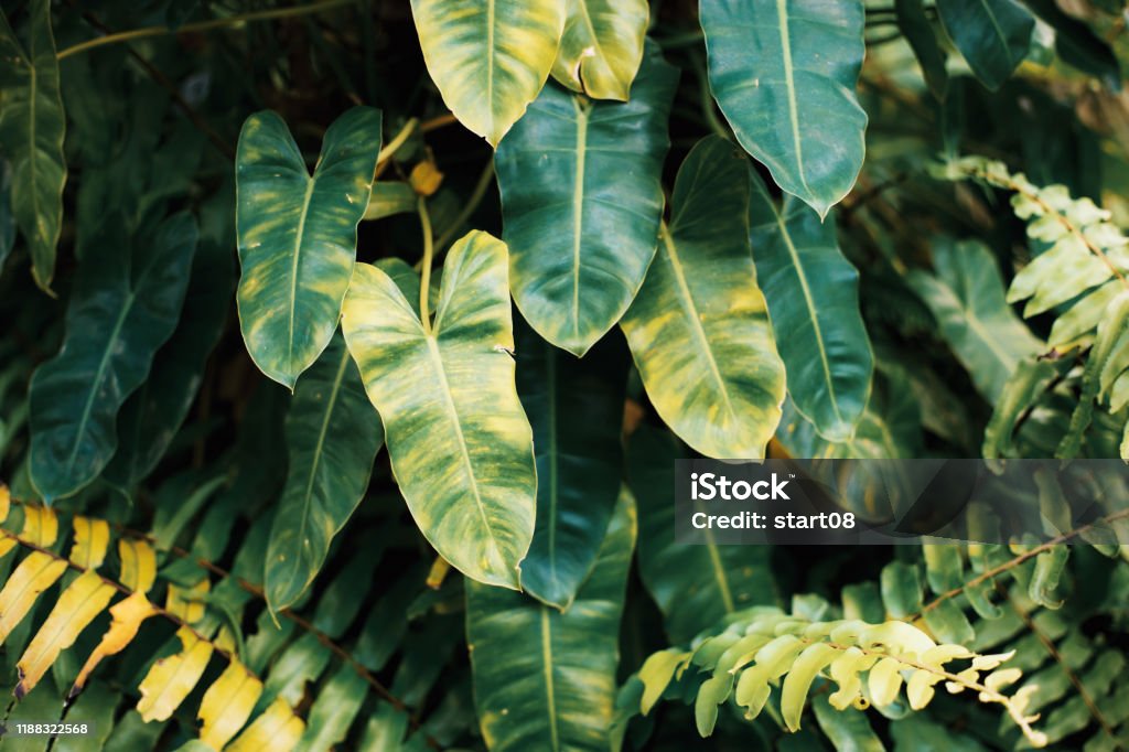 Lascia pianta con sfondo. - Foto stock royalty-free di Albero Lascia pianta con sfondo. - Foto stock royalty-free di Albero