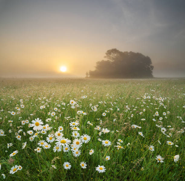 istock Daisy on foggy morning. 1188323452