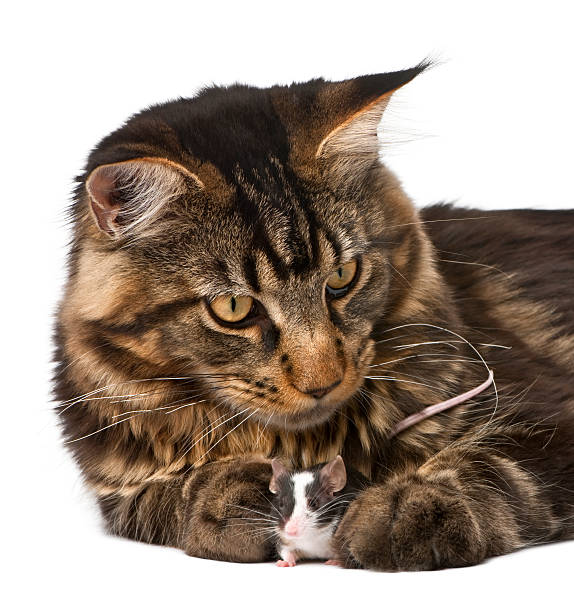 istock Maine Coon and mouse lying down against white background 118832357