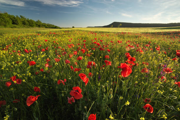 istock Spring flowers in meadow. Beautiful landscapes. 1188323614