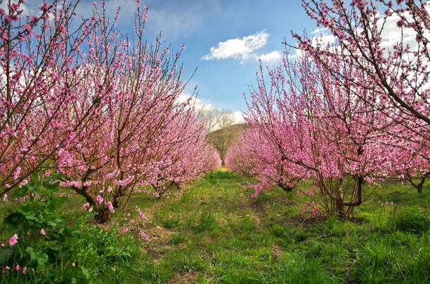 istock Spring of peach garden. 1188323637
