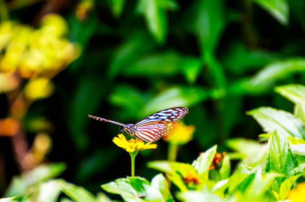 istock Butterflies on the island twigs 1188325537
